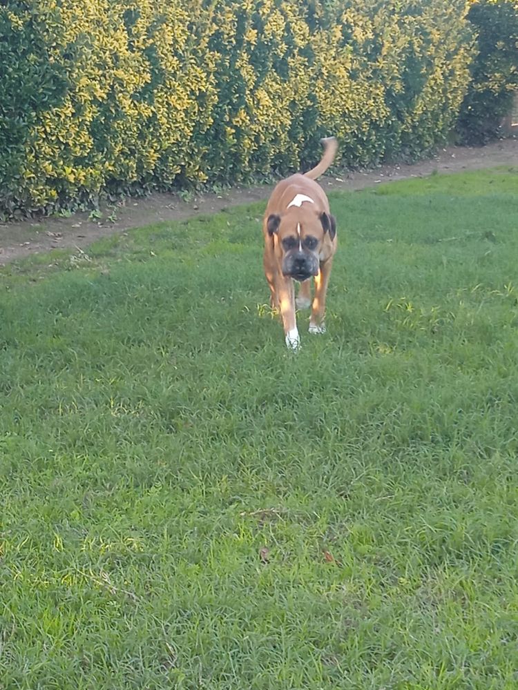 Cão senior para adoção responsavel
