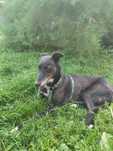 Sunia w typie charta, adopcja za darmo oddam