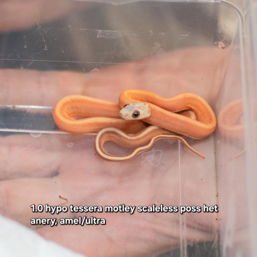 wąż zbożowy scaleless łysy