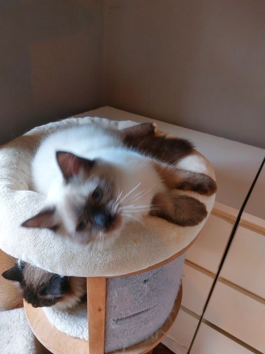 Zorro kocurek Ragdoll FPL /FIFE