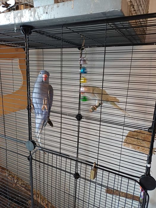 Ringneck violeta e turquesa palido