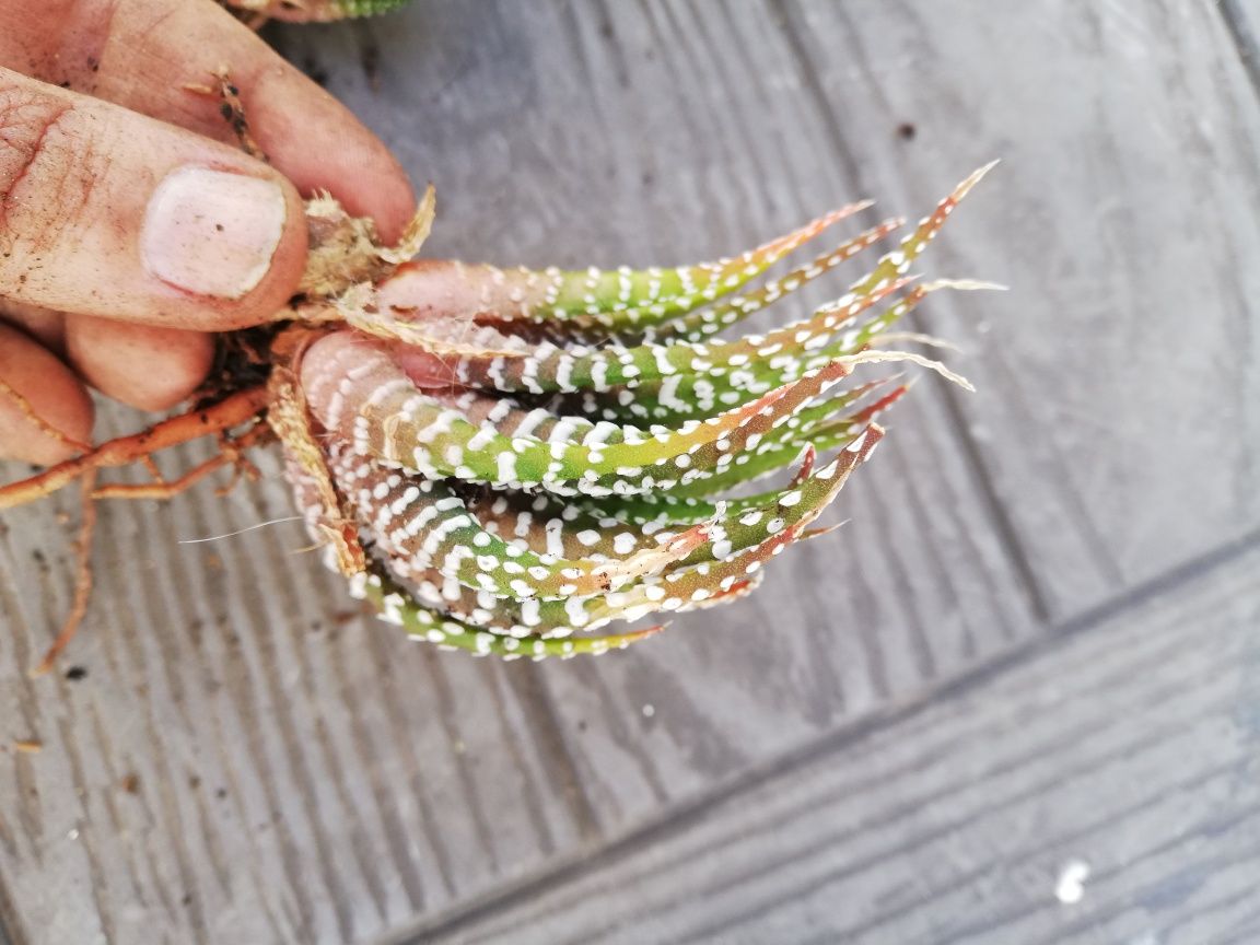 Suculentas: Haworthias e stapelia