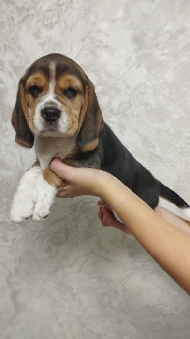 Цуценята породи бігль