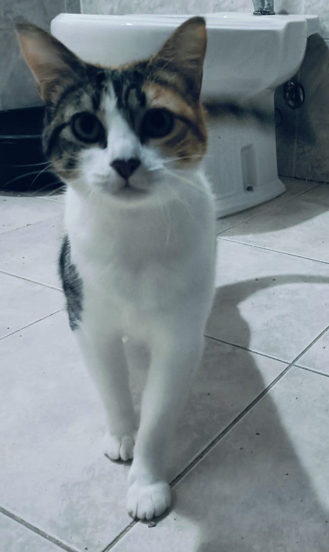 Becky- gatinha tricolor muito meiga para adoção