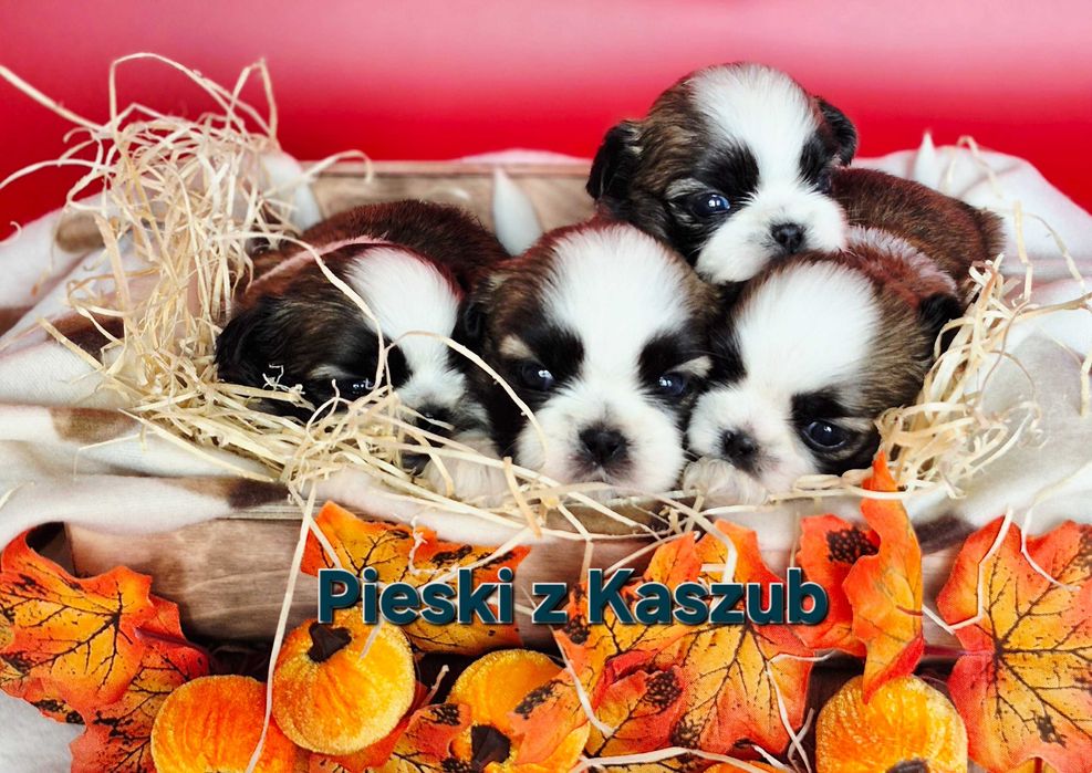 Shih-tzu dziewczynka do Rezerwacji typ Amerykańsko-Europejski