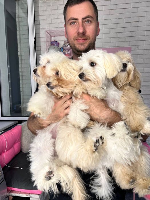 Грумінг для цуценят | Послуги для розплідників