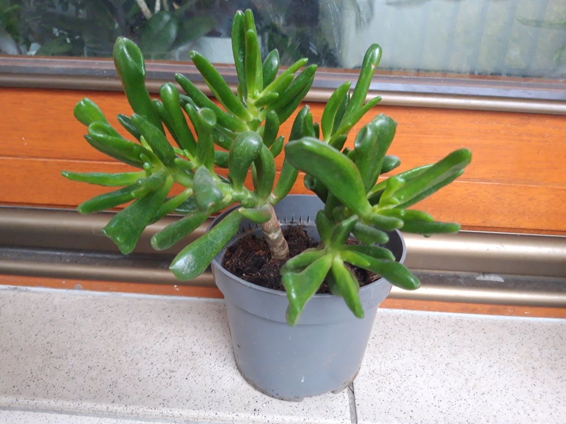 Crassula ovata, uszy shreka