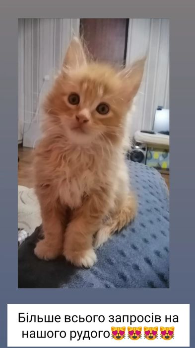 Котята мейн-кун ищут добрых родителей