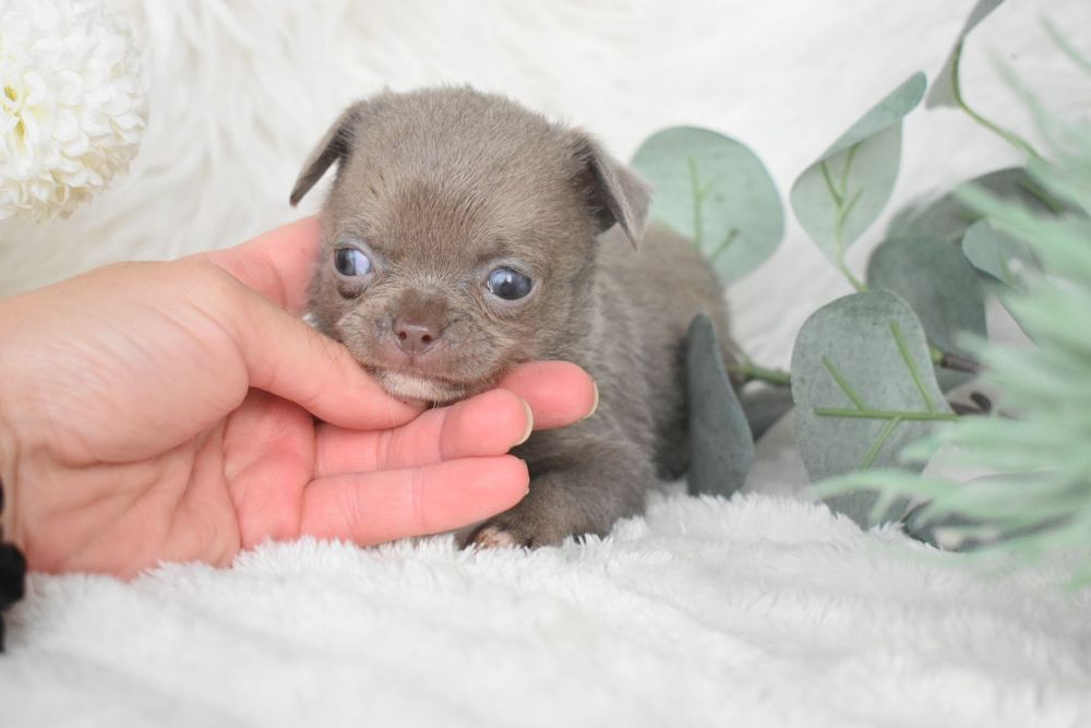 Chihuahua .Cabeça de maçã. Menina  Lilac de olhos azuis.