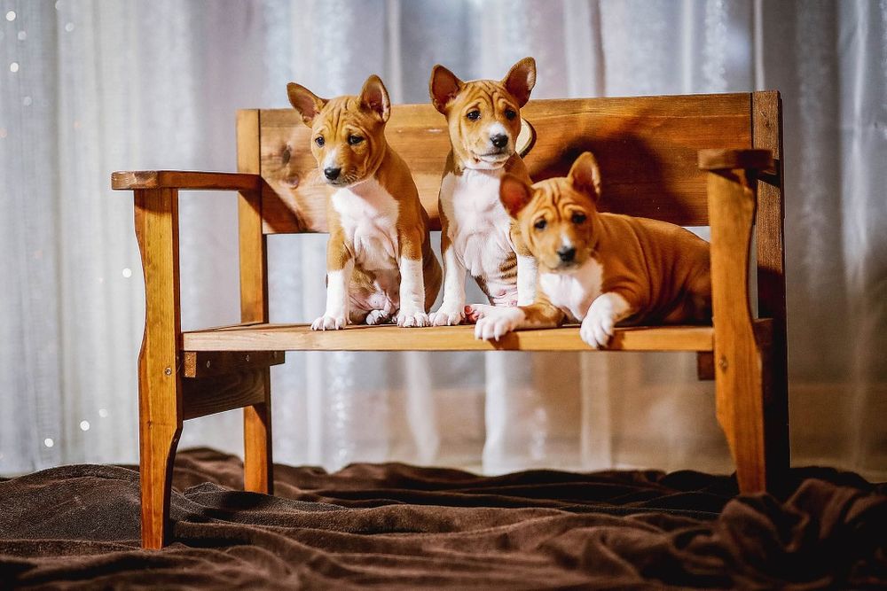 Szczeniata BASENJI z doświadczonej hodowli ZKwP/FCI - ZAPOWIEDŹ MIOTU