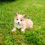 Welsh Corgi Pembroke piesek rudo- biały Natural Bobtail CHEETOS
