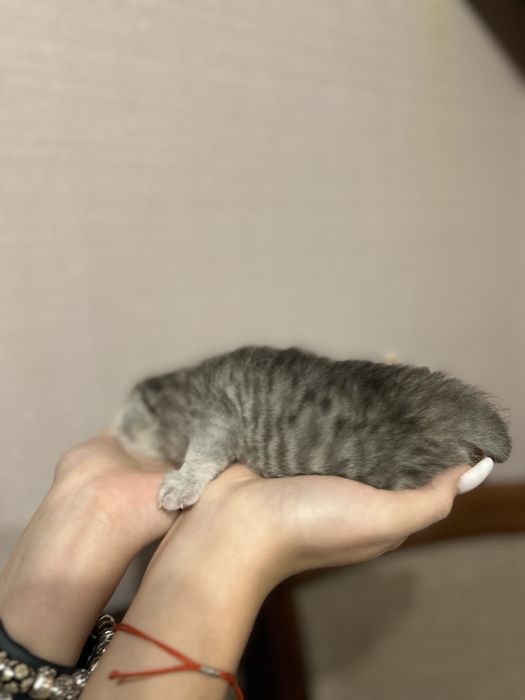 Кошеня хлопчик віскас