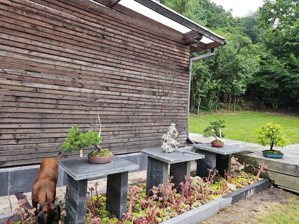 Drzewka tarasowe, balkonowe bonsai PROMOCJA na PREZENT