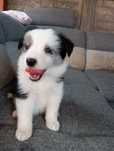 Piesek border collie blue merle