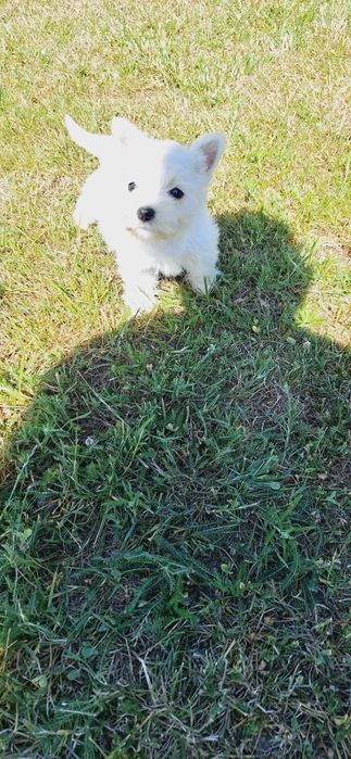 West Highland White Terrier