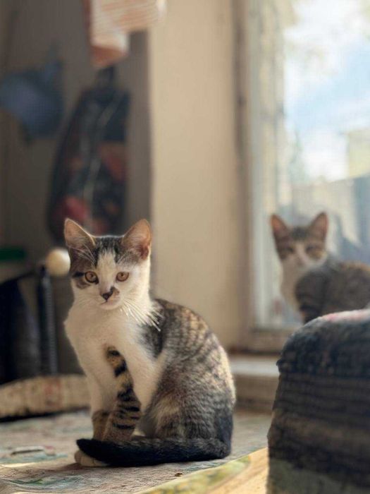 Кошенят в добрі руки