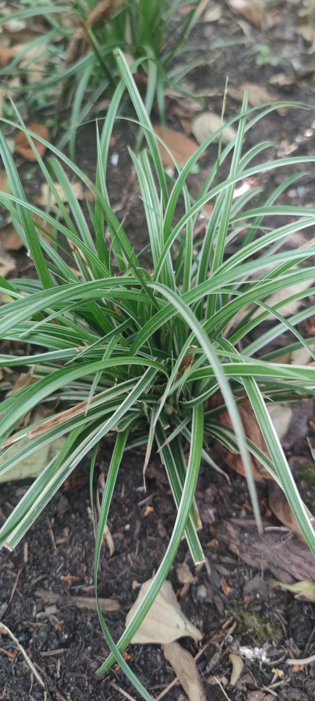 Turzyca funkia barwinek imperata hortensja 'Annabelle' jeżówka fiołek