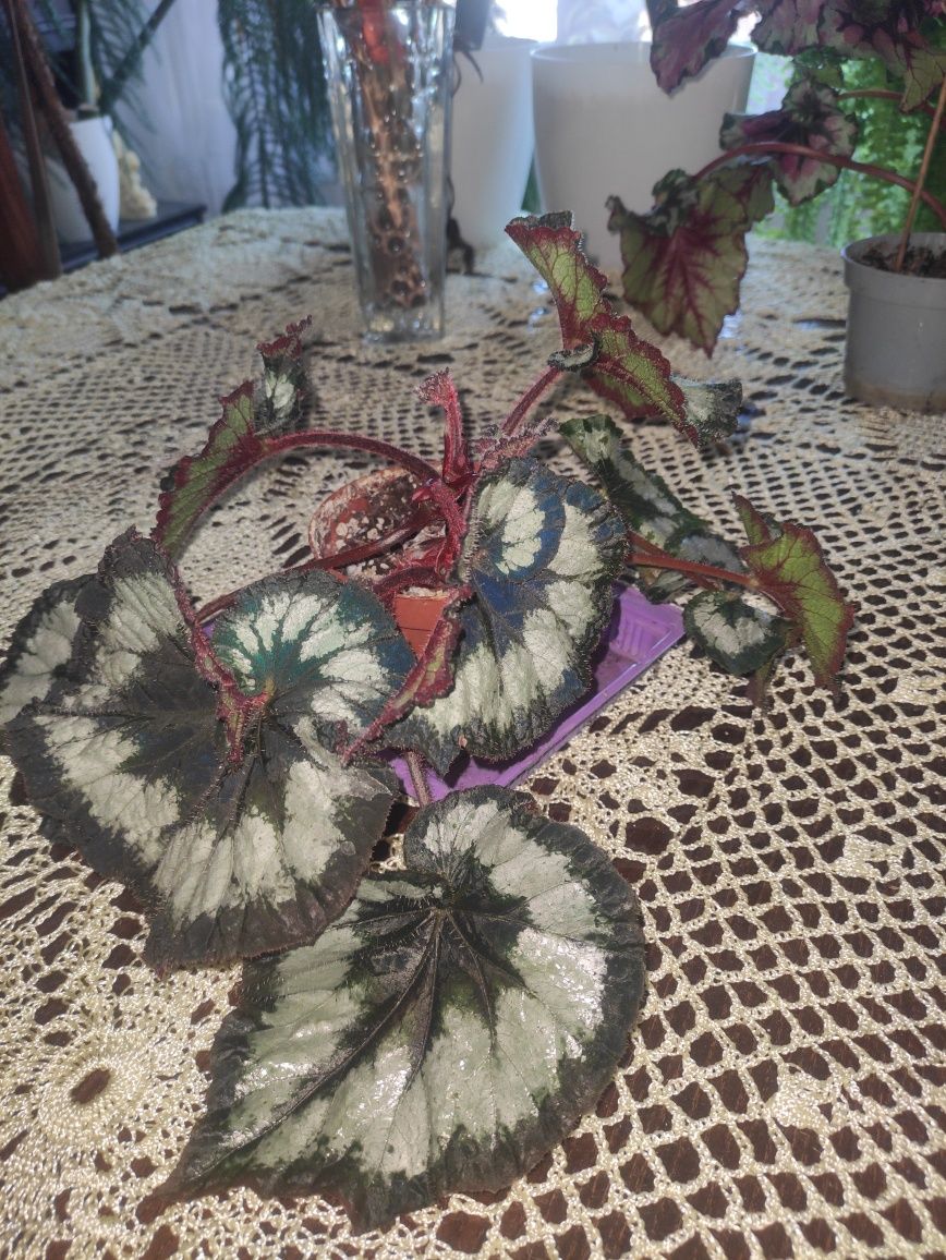 Begonia okazy kolekcjonerskie