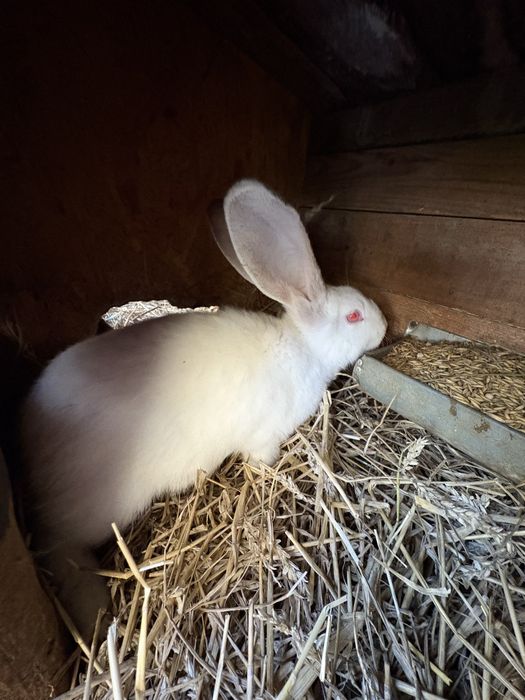 Królik króliki olbrzymy belgijskie