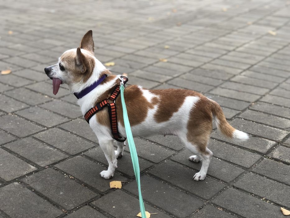 Знайдно собаку! Кривий Ріг!