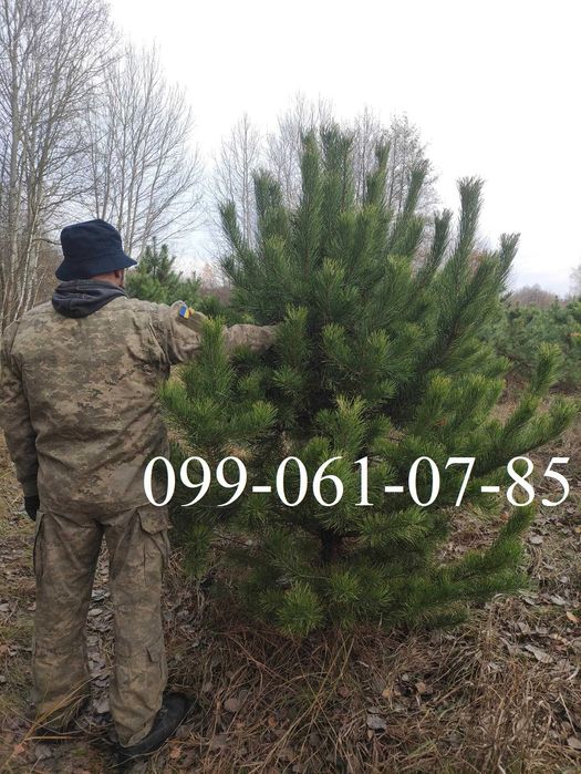 Продам Сосна Новорічна Ялинка ОПТ 1.5 - 2.5 м Висота