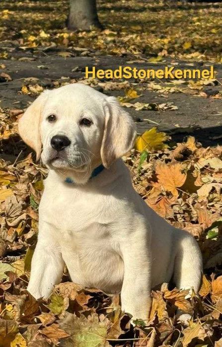 Щенки Лабрадора ретривера