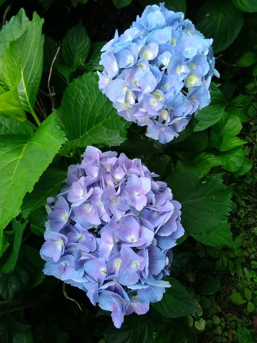 Продаю кусти гортензії