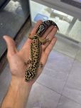 Gekon lamparci samica dorosla agama terrarium