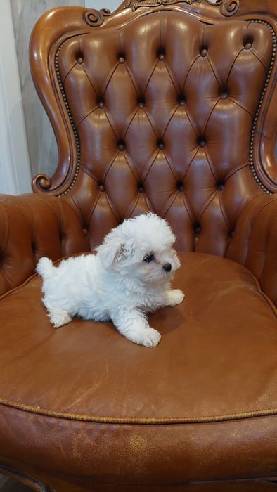 Maltanczyk malutka sunia rezerwacja