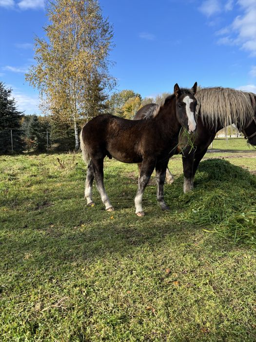 Ogierek ogier sztumski zimnokrwisty