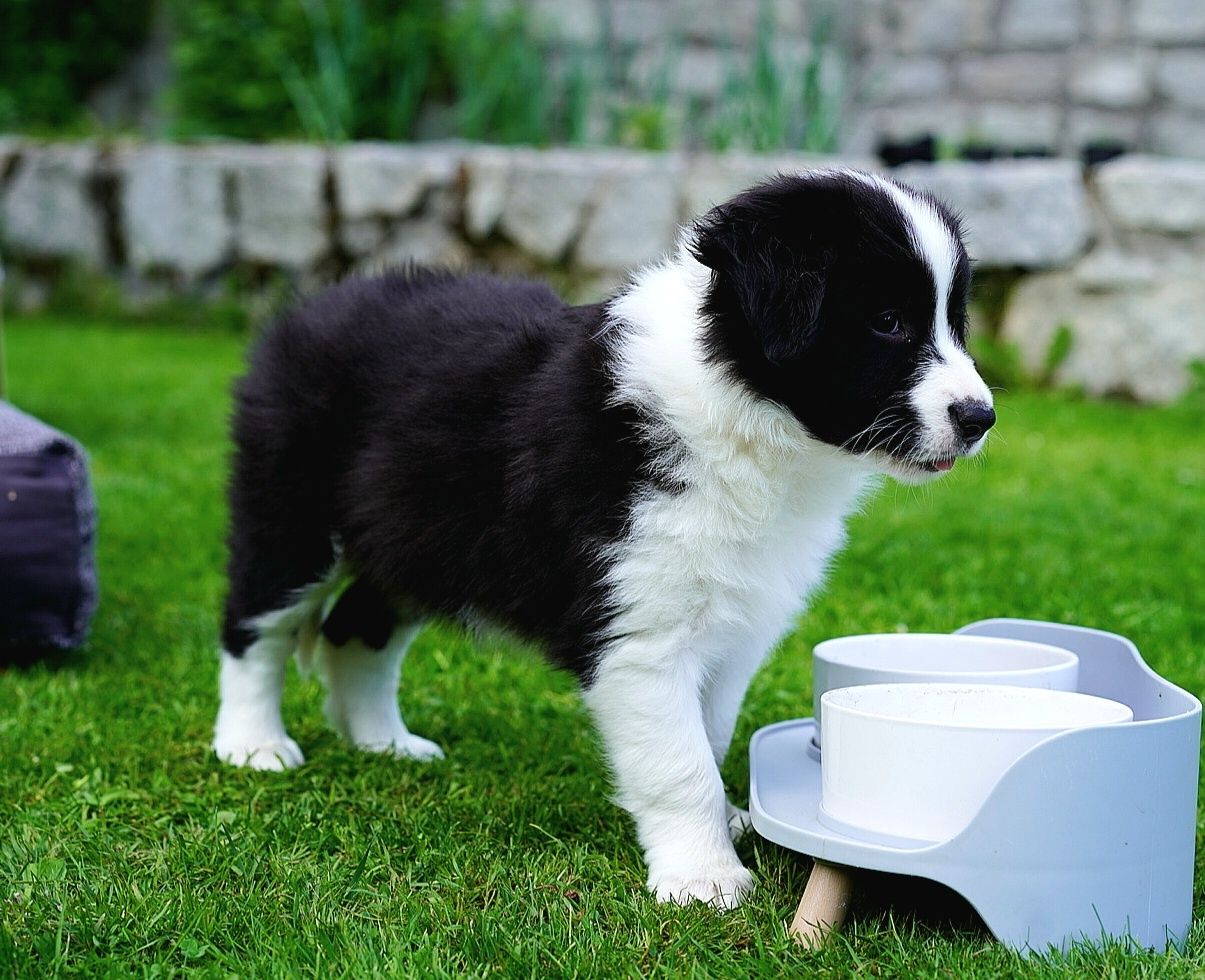 Border Collie dziewczynka