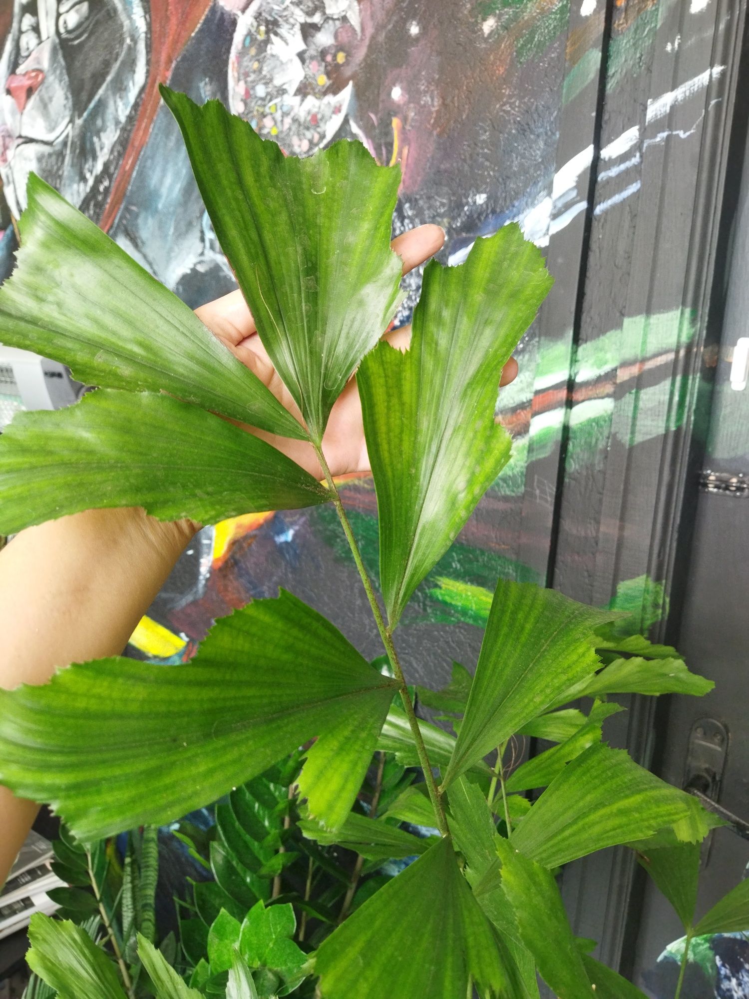 Пальма Каріота Caryota 1 метр Кариота