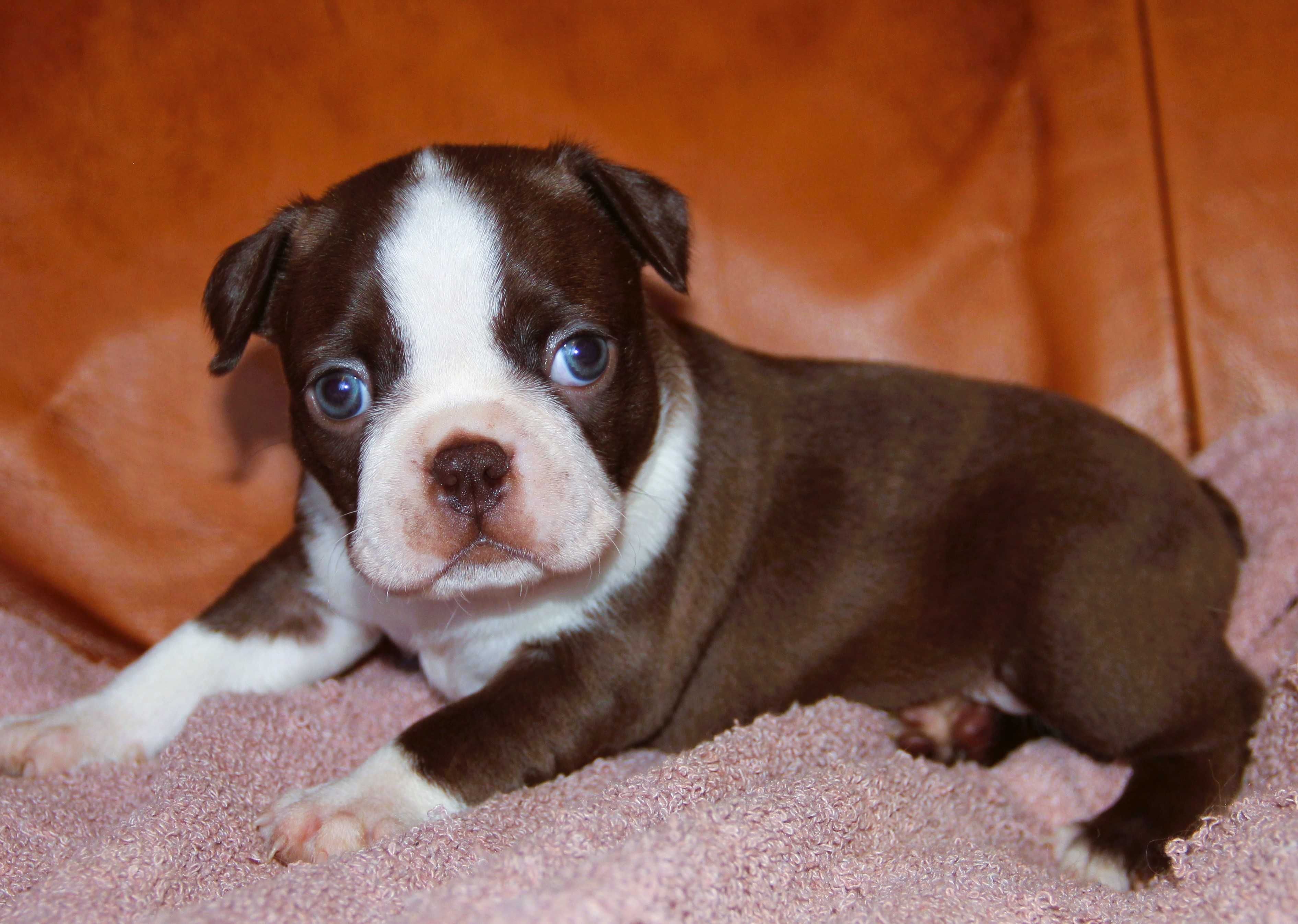 Boston Terrier color