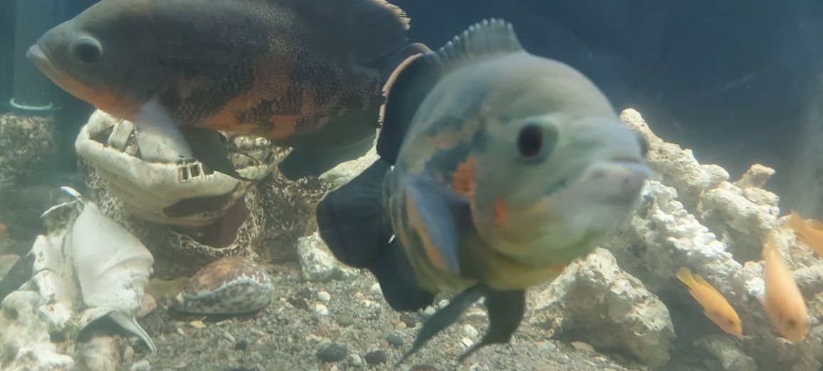 Астранотуси, дві рибки шукають нових господарів з великим акваріумом)