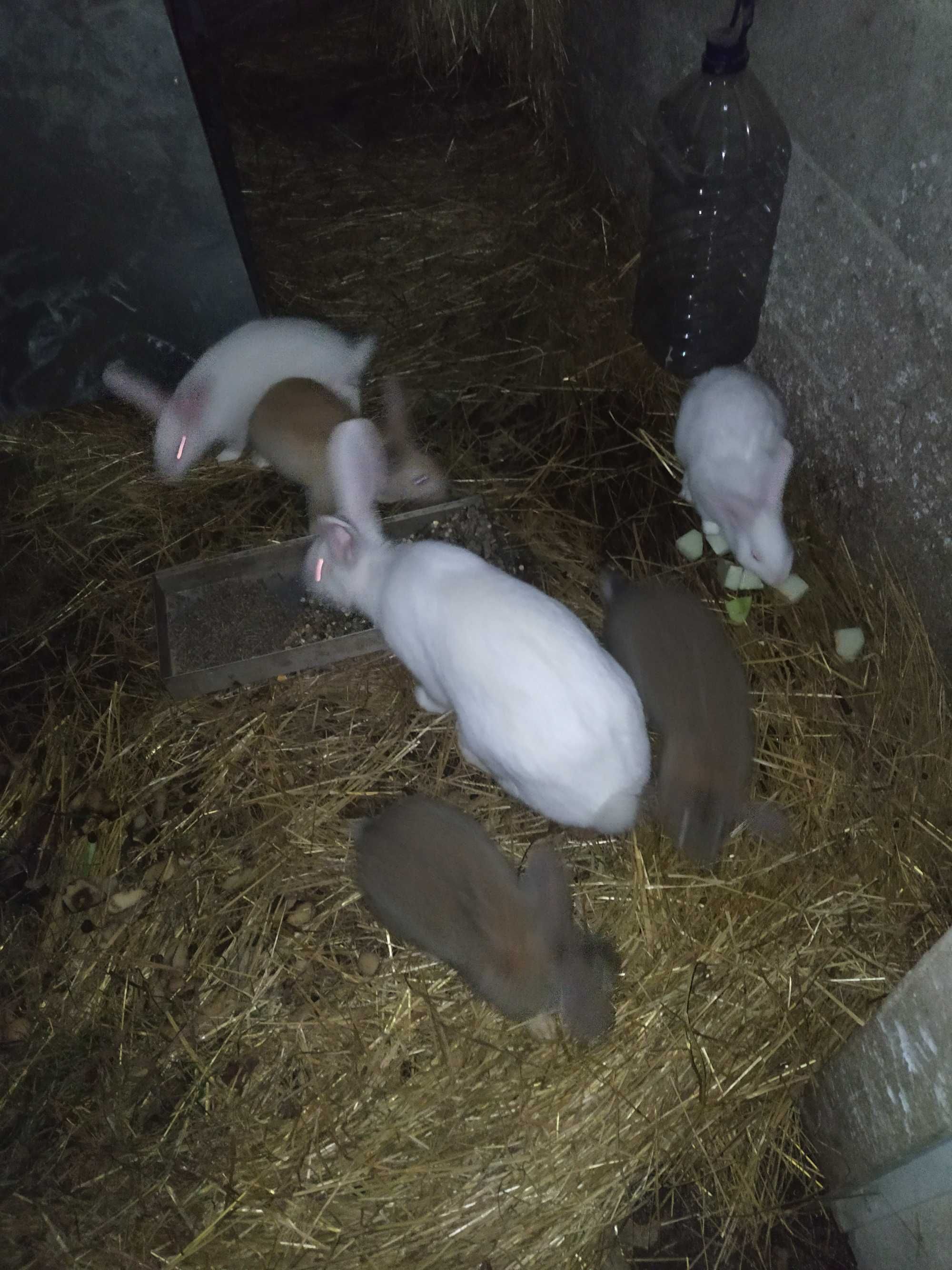 Venda de coelhos:casal ou individuais-Oportunidade de aquisição.