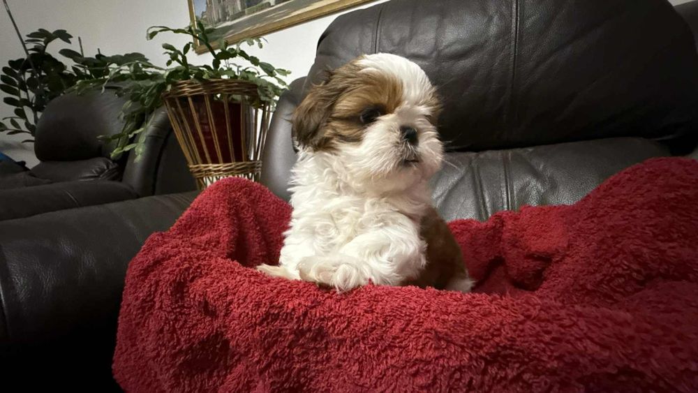 Suczka shih tzu z rodowodem