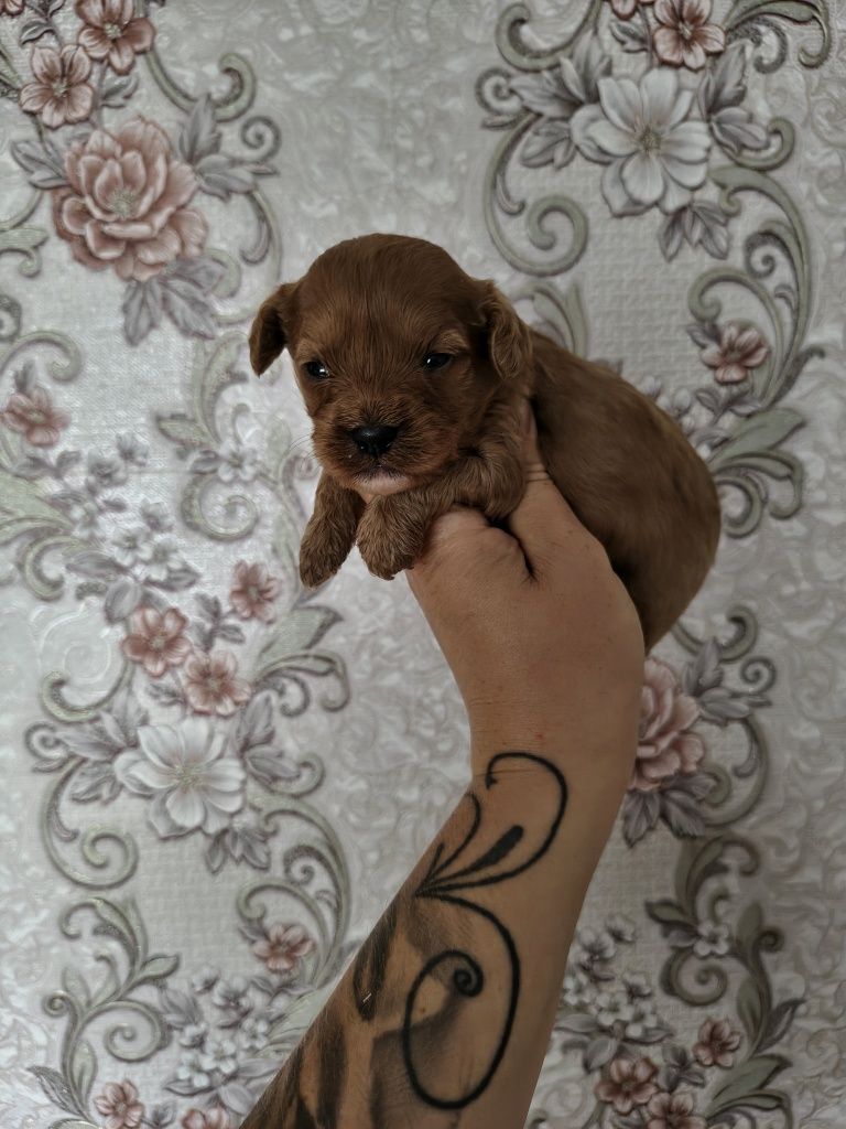 Cavapoo chłopiec do rezerwacji