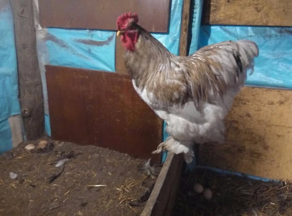 Кохінхіни кури та курчата