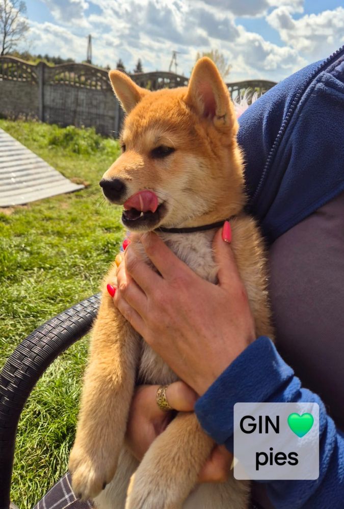 Szczenię Shiba Inu