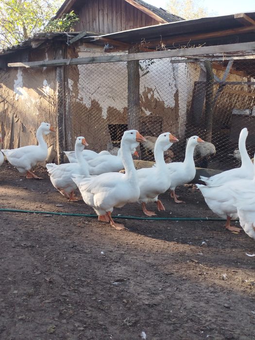 Продам гуси (Холмогори )