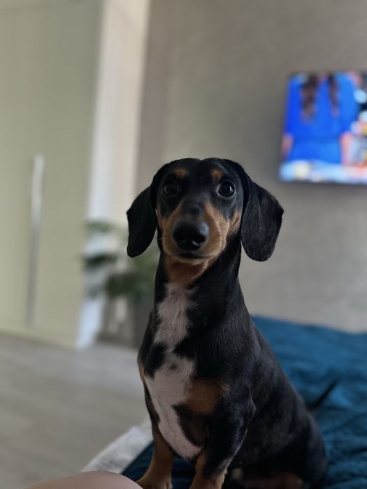 Віддам в добрі руки таксу карликову