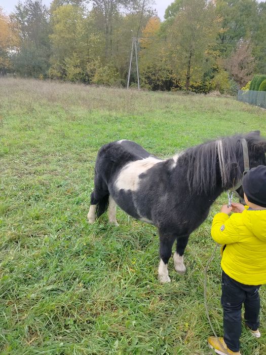 Piękną klacz kucyk
