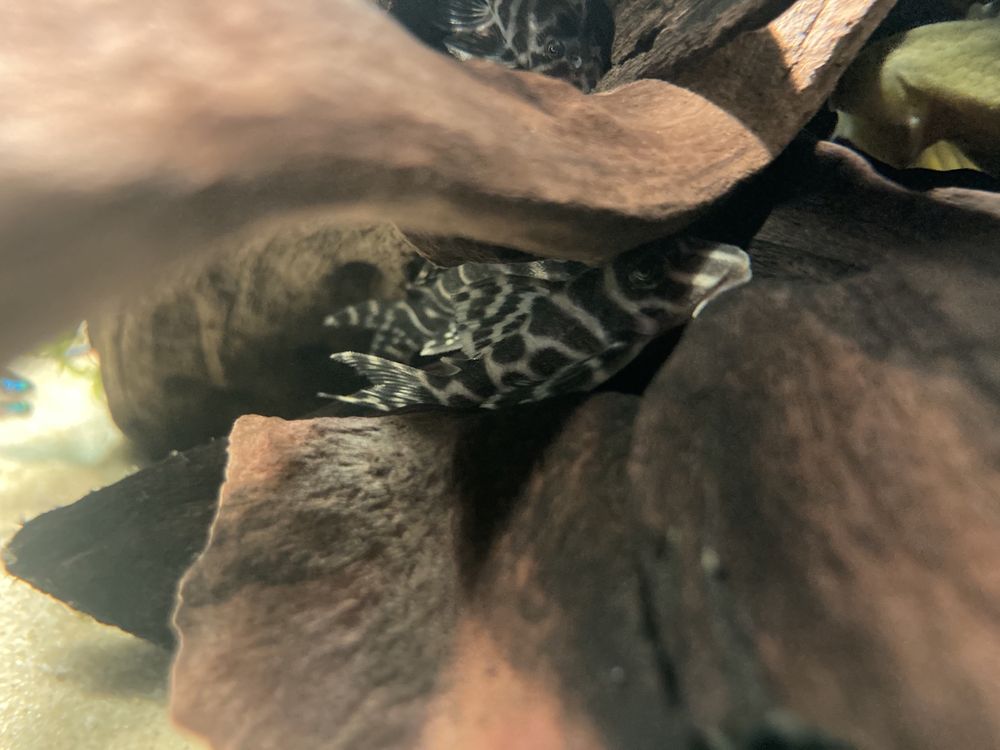 Hypancistrus L236 pleco