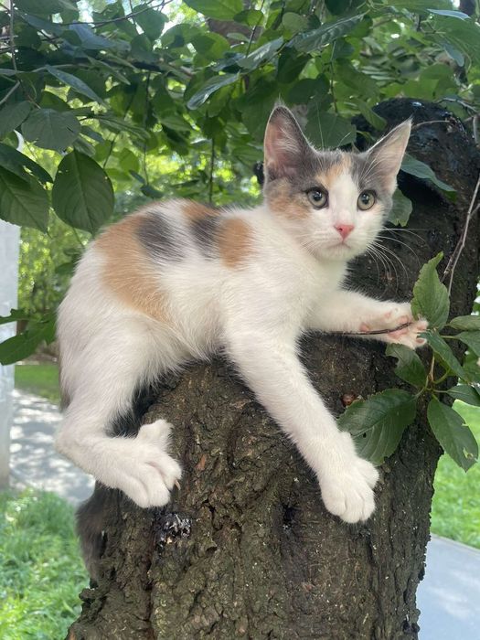 Отдам котенка трехцветку, 3 месяца, девочка
