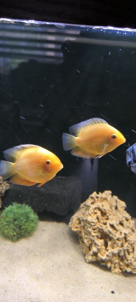Pielęgnice severum gold