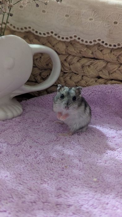 Маленькі ручні джунгарики чекають на люблячу родину