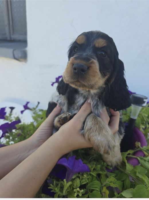 Sprzedam suczke Cocker spaniel