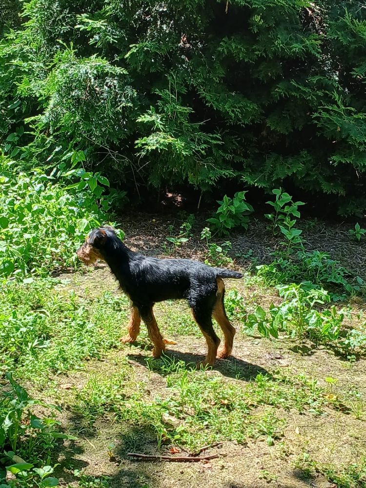 Terrier niemiecki piesek