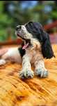 Cocker Spaniel Angielski - przepiękna rodowodowa suczka Blue Roan
