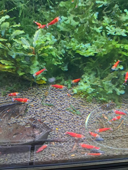 Krewetki Super Crystal Red (rodzaj Caridina)